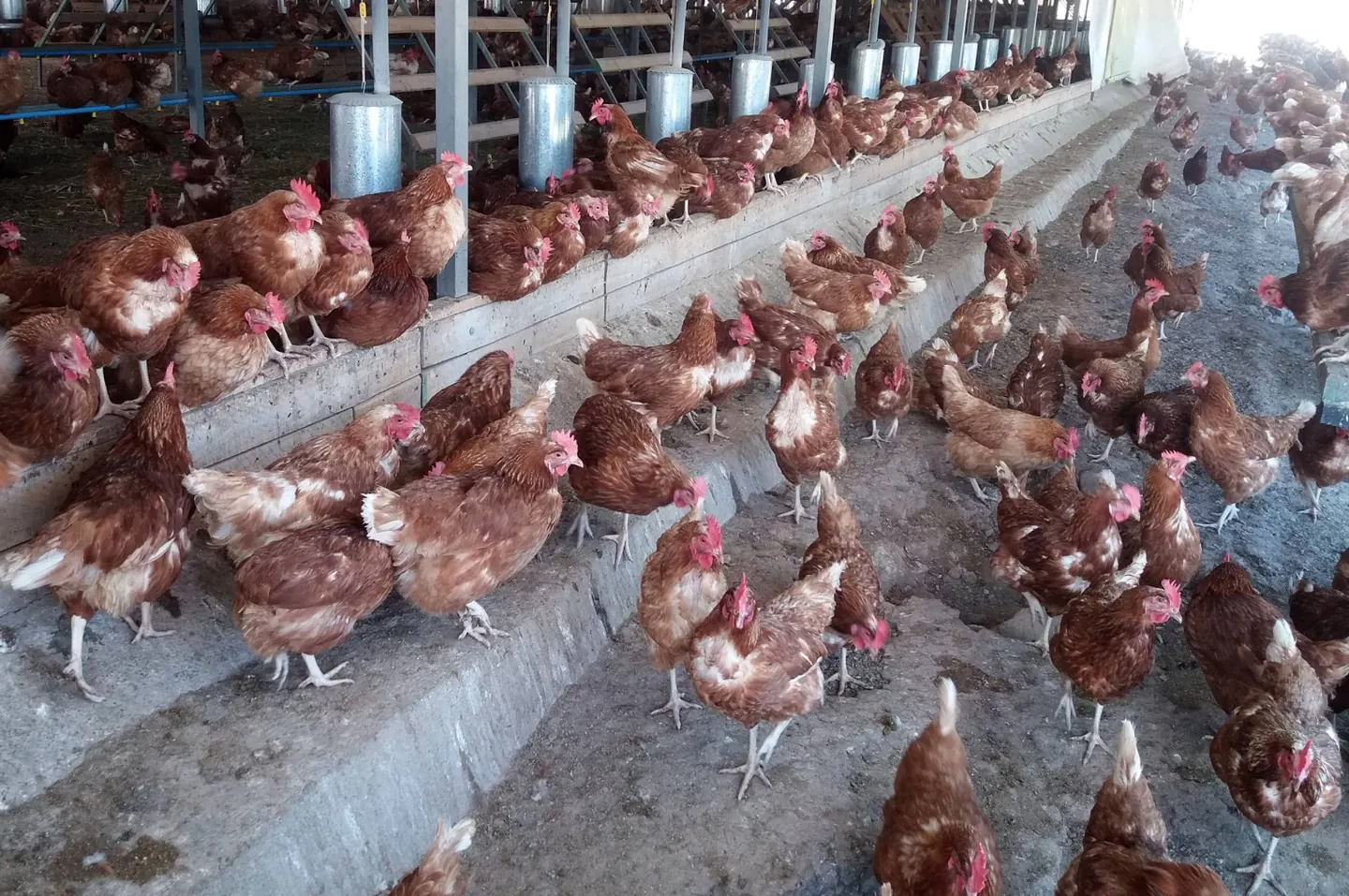 Gallinas pastoreando en el campo de San Esteban