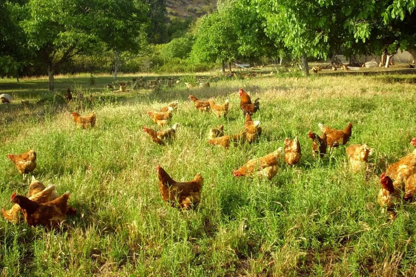Gallinas pastoreando libremente en San Esteban