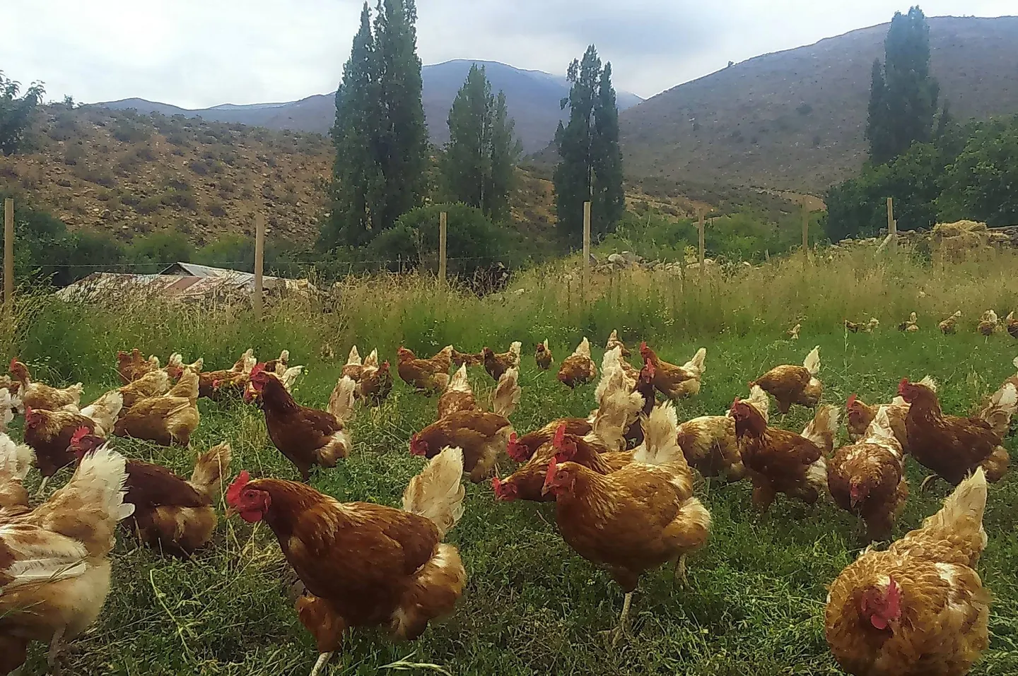 Beneficios de los huevos de gallinas libres